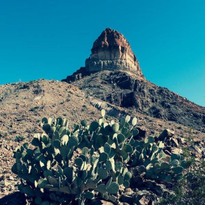 Carol Highsmith Big Bend: Prickly Pear Cactus