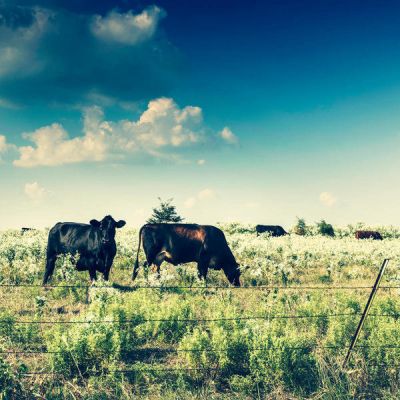 Carol Highsmith Texas Cattle, Hunt County