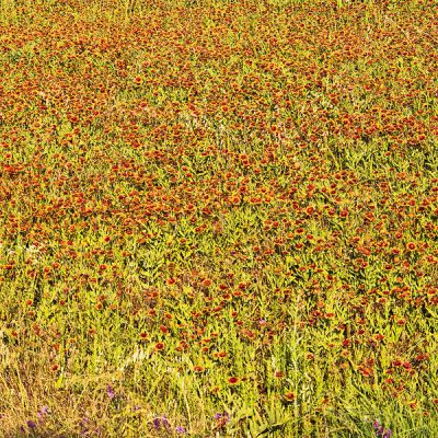 Carol Highsmith Texas Wildflower Detail: Indian Blanket