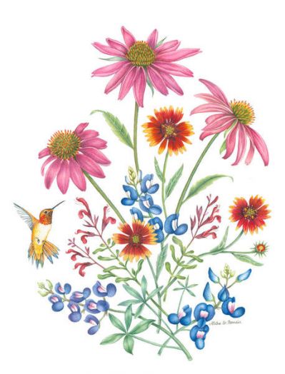 Aletha St. Romain Hummingbird with Bouquet of Coneflowers, Bluebonnets, Fire Wheels and Salvia