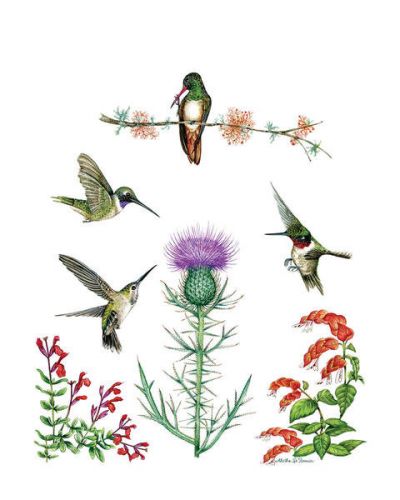 Aletha St. Romain 4 Native Texas Hummingbirds with Wildflowers