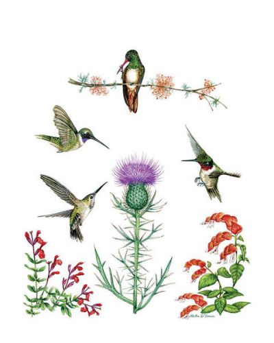 Aletha St. Romain 4 Native Texas Hummingbirds with Wildflowers