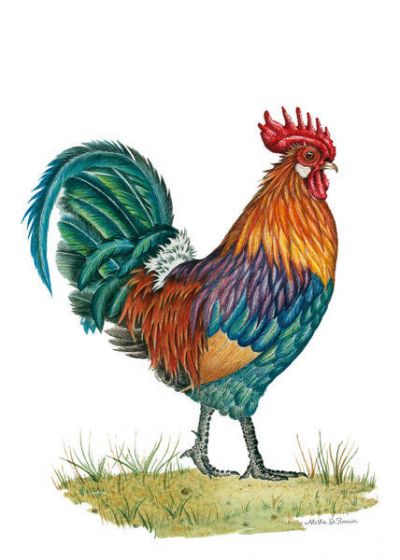 Aletha St. Romain Luckenbach Rooster
