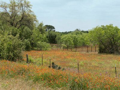 Carol Highsmith Field of wildflowers in Gonzales County, TX, 2014