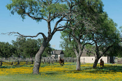 Carol Highsmith Horses gallop toward the camera in a wildflower-rich National Park Service meadow in Johnson City, TX, 2014