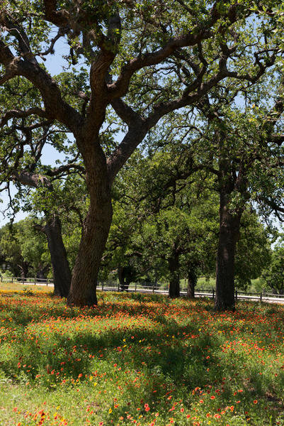 Shade trees and wildflowers on the LBJ Ranch, near Stonewall