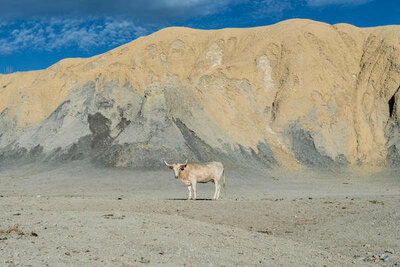 Carol Highsmith Lone steer north of Big Bend National Park, Texas, 2014