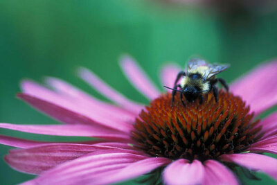 Ryan Hagerty A close-up view of a bee on a purple coneflower (Echinacea purpurea),