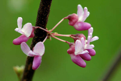 Ryan Hagerty Eastern Redbud (Cercis canadensis),