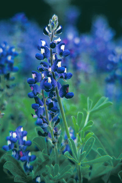 Dr. Thomas G. Barnes Texas Bluebonnet (Lupinus texensis)