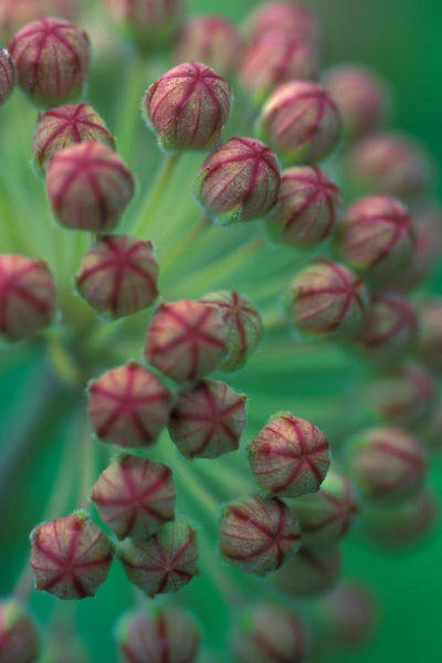 Ryan Hagerty Milkweed buds (Asclepias syriaca),