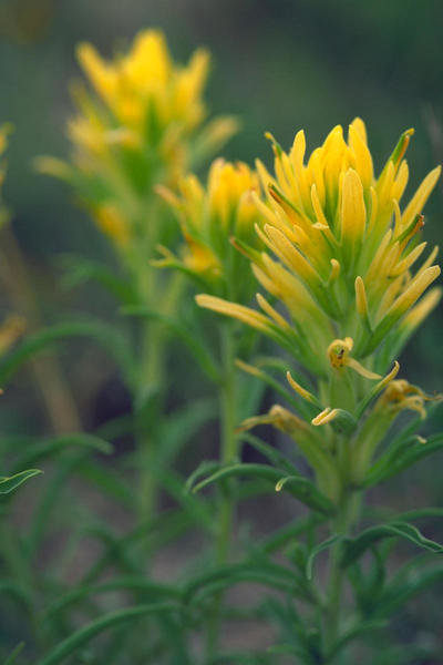 Dr. Thomas G. Barnes Prairie Paintbrush (Castilleja purpurea)