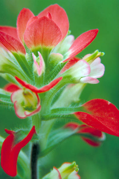 Dr. Thomas G. Barnes Scarlet Paintbrush (Castilleja miniata)