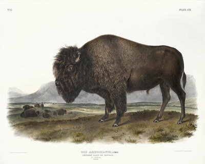 John James Audubon Bos Americanus, American Bison, or Buffalo, 1845