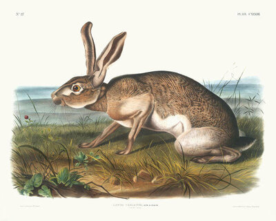 John Woodhouse Audubon Lepus Texianus, Texian Hare. Male, 1845
