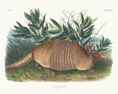 John Woodhouse Audubon Dasypus Peba, Nine-banded Armadillo. Male, 1845