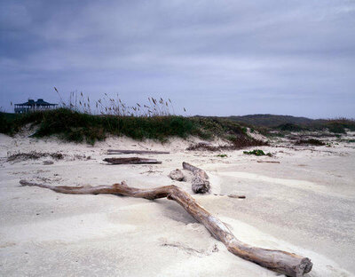 Carol Highsmith Driftwood on beach at Padre Island, TX, 1980