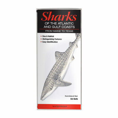 Sharks of the Atlantic and Gulf Coasts