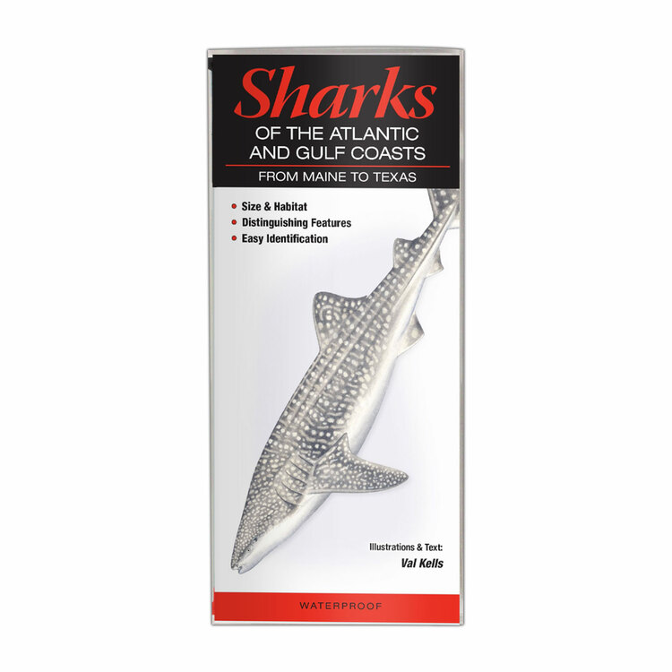 Sharks of the Atlantic and Gulf Coasts